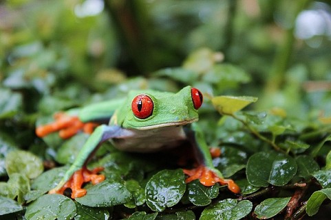 Ausmalvorlagen Biosphäre Potsdam