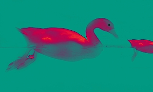 Ausstellung Tiere Biosphäre Kunstausstellung Biosphäre