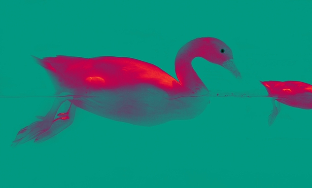 Ausstellung Tiere Biosphäre Kunstausstellung Biosphäre