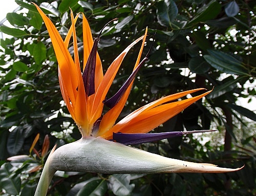Bird of paradise flower Biosphäre Potsdam