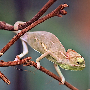 Baby Chamaeleon in der Biosphäre Potsdam