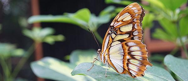 [Translate to English:] Malachit Falter in der Biosphäre Potsdam