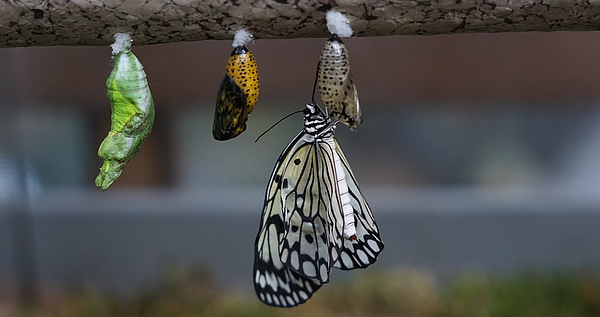Schlüpfender Schmetterling in der Biosphäre Potsdam