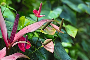 Anthurien - Exotische Schönheiten Falmingoblumen, Ausstellung, Potsdam