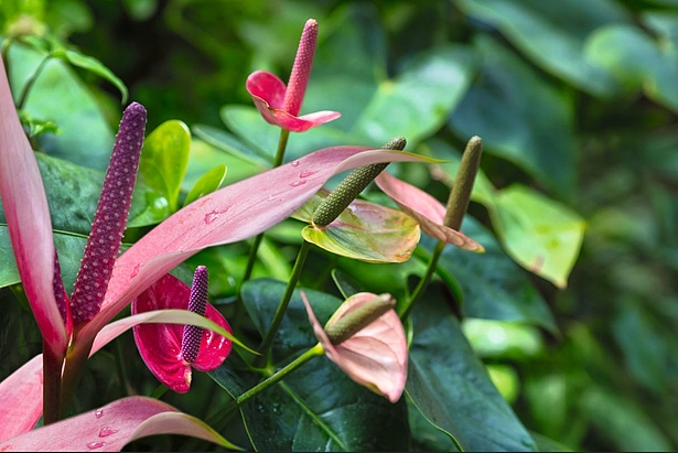 Anthurien - Exotische Schönheiten Falmingoblumen, Ausstellung, Potsdam