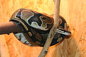 Königspython in der Biosphäre Potsdam
