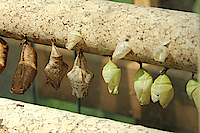 Puppen von Schmetterlingen Biosphäre Potsdam