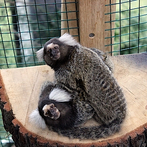 Affen, Potsdam, Marmosetten