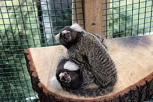 Weißbüschelaffen in der Biosphäre Potsdam Affen, Potsdam, Marmosetten