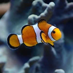 Falscher Clownfisch in der Biosphäre Potsdam