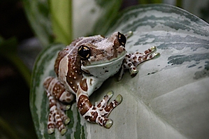 Biosphäre Potsdam Frosch nachts im Dschungel