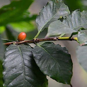 Kaffeestrauch in der Biosphäre Potsdam