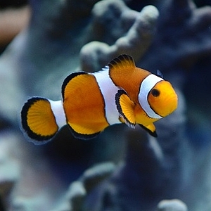 The common clownfish Potsdam Biosphere
