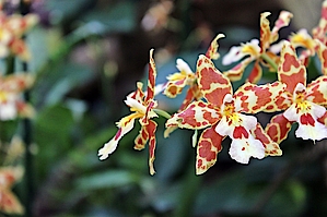 Orchideenblüte und Ausstellung in der Biosphäre Potsdam