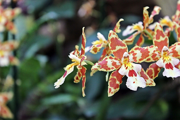 Führung zur Orchideenblüte in der Biosphäre Potsdam Geführter Rundgang Biosphäre Potsdam Orchideenblüte 2019