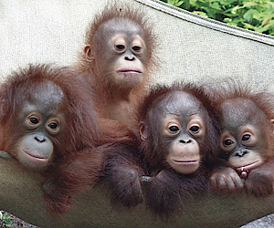 Ausstellung BOS Orang-Utan BOS Ausstellung letzte Hoffnung für Orang-Utan
