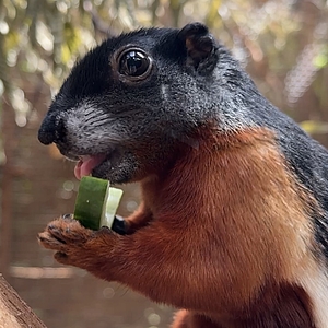 Tierfütterung Schönhörnche Biosphäre Potsdam