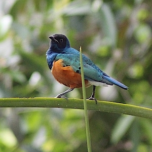 Dreifarben Glanzstar in der Biosphäre Potsdam