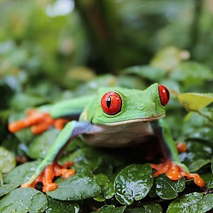 Red-eyed tree frog in the Potsdam Biosphere