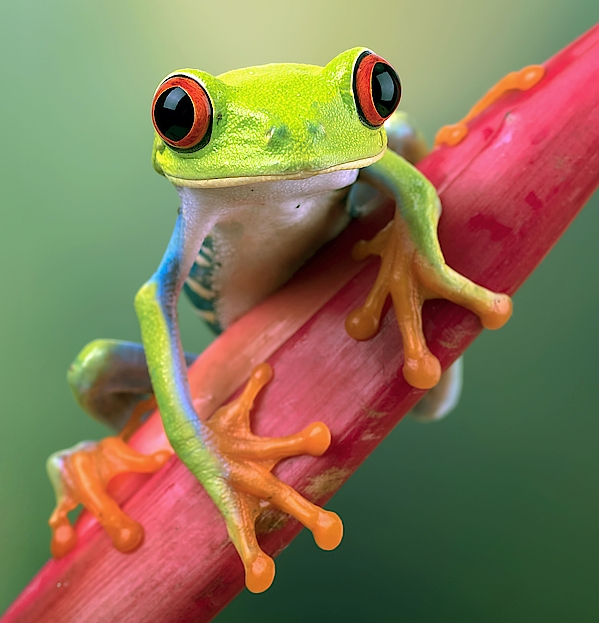 Rotaugenlaubfrosch auf einem pinken Zweig.