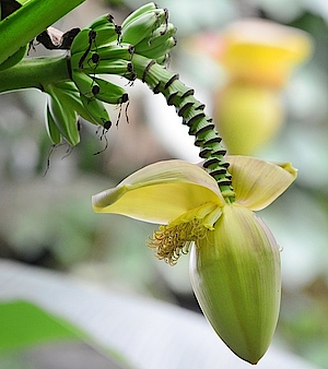 Bananenpflanze und Bananenblüte in der Biosphäre Potsdam