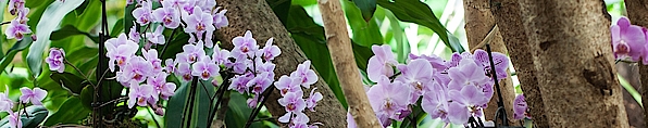 Orchidee, Blüten
