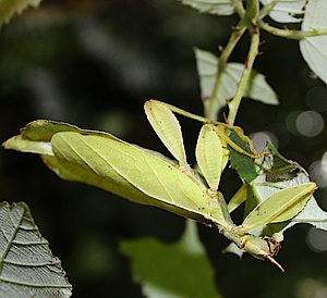 Großes Wandelndes Blatt in der Biosphäre Potsdam