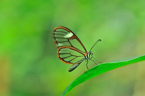 Schmetterling in der Biosphäre Potsdam