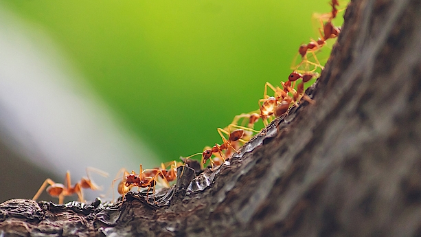 Grün serviert mit einem Einblick in die Welt der Ameisen
