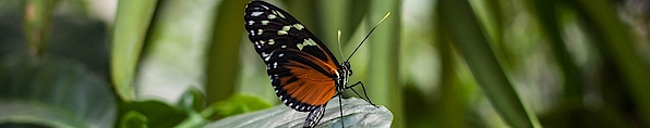 Schmetterlinge, Tropen, Potsdam
