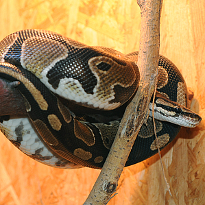 Python regius