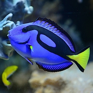 Surgeonfish Aquasphere Underwaterworld Biosphäre Potsdam