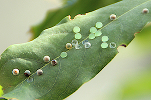 Schmetterlingseier Biosphaere Potsdam Schmetterlingseier auf einem Blatt