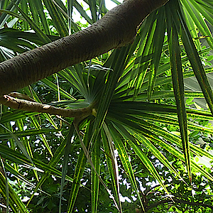 Schraubenbaum in der Biosphäre Potsdam