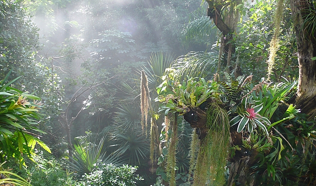 Biosphäre Potsdam jungle
