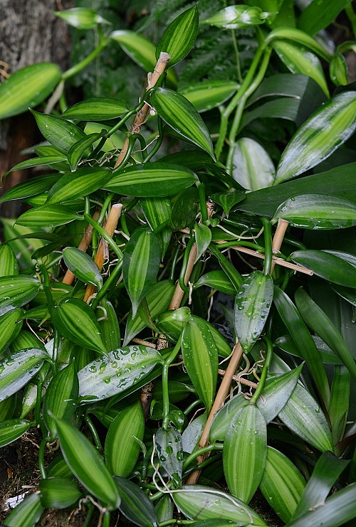 vanilla at Biosphäre Potsdam