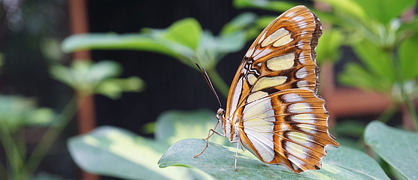 [Translate to English:] Malachit Falter in der Biosphäre Potsdam