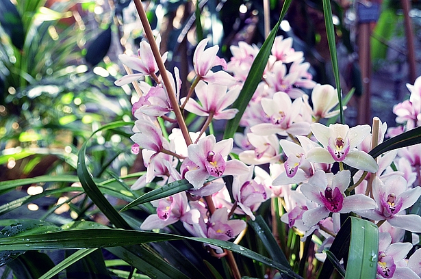 Orchideenblüte 2020 Eine Weltreise Ausstellung Orchideenblüte Biosphäre Potsdam