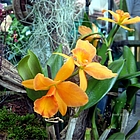 Orchideen, Blog, Potsdam Blogger, Social Media, Pflanzen