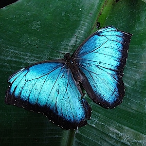 Blauer Morphofalter in der Biosphäre Potsdam