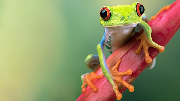Rotaugenlaubfrosch auf einem pinken Zweig.