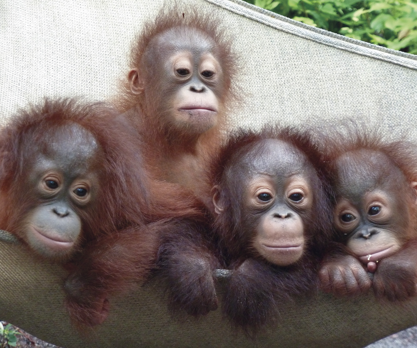 BOS Ausstellung letzte Hoffnung für Orang-Utan