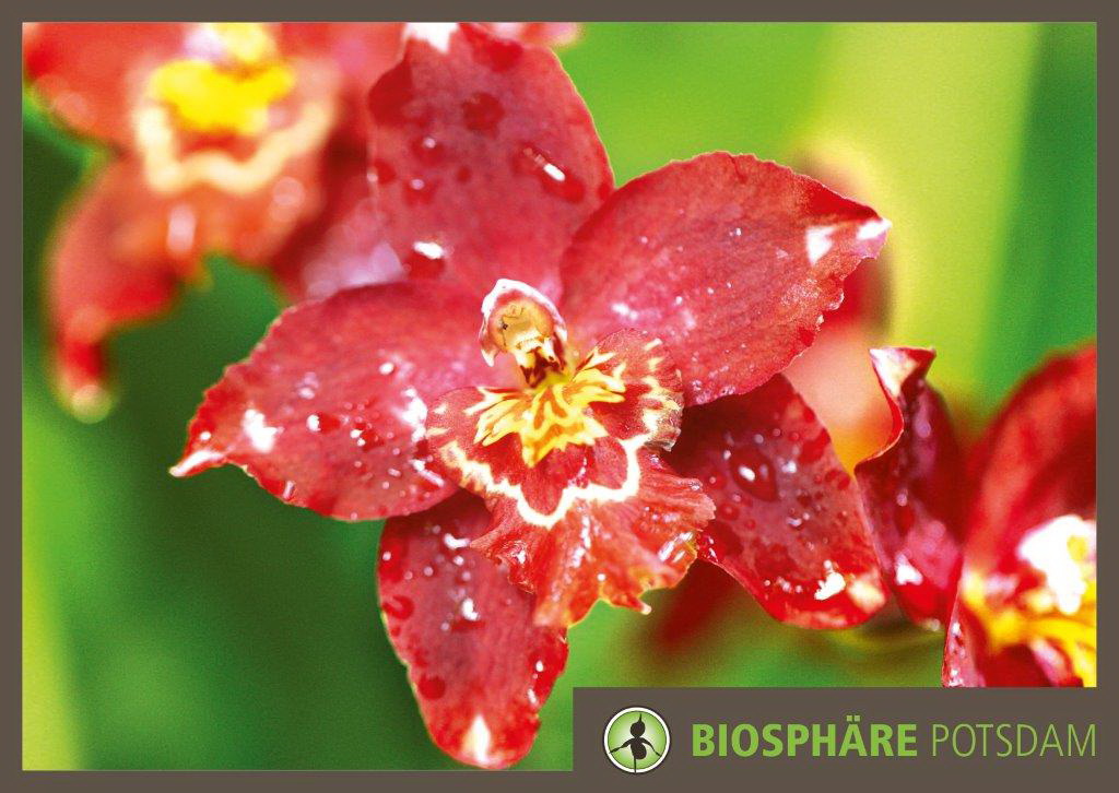 Die besondere Orchideenausstellung in der Bioshäre Potsdam