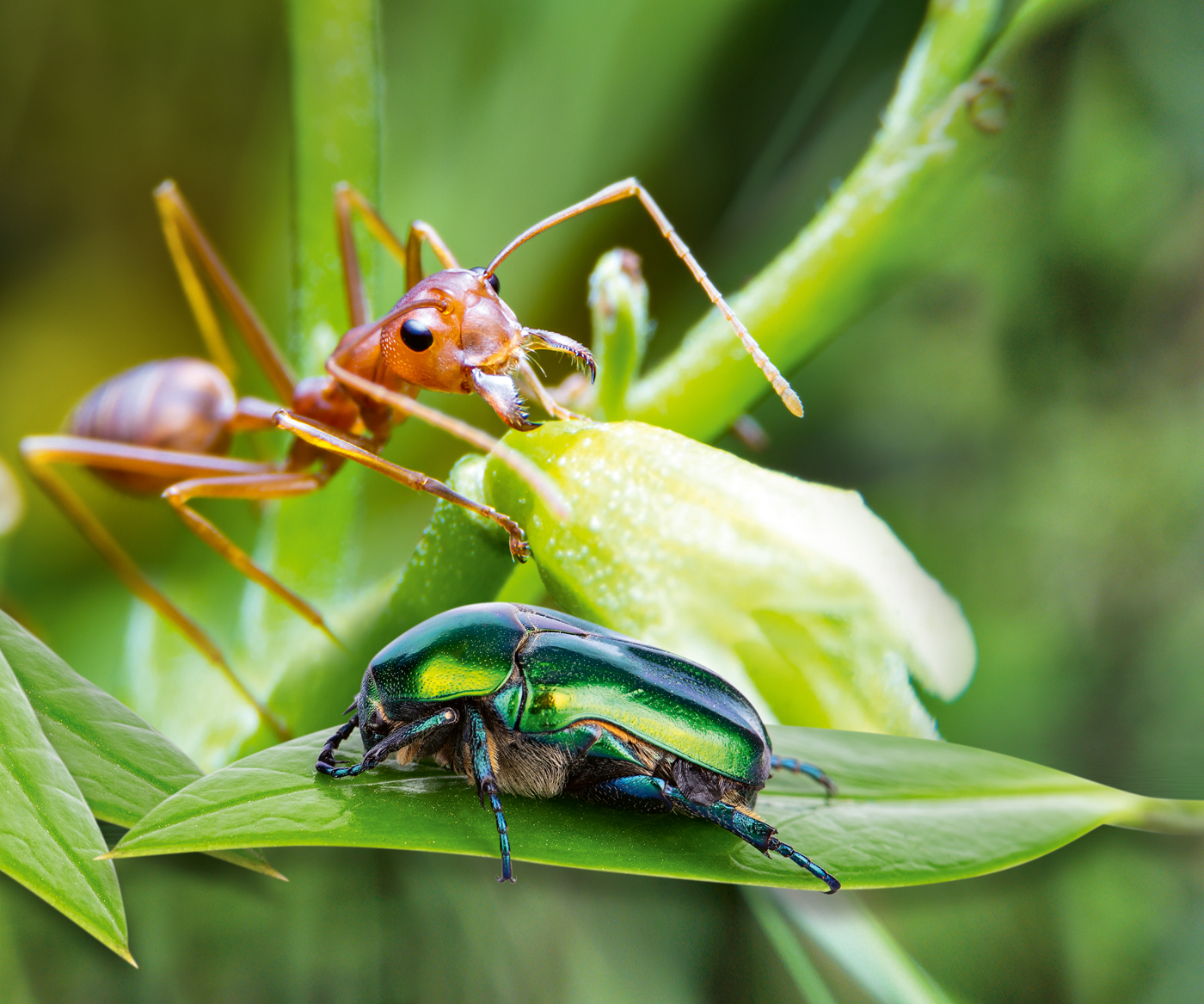 Insektenausstellung in der Biosphäre Potsdam Sonderausstellung in der Tropenwelt Potsdam