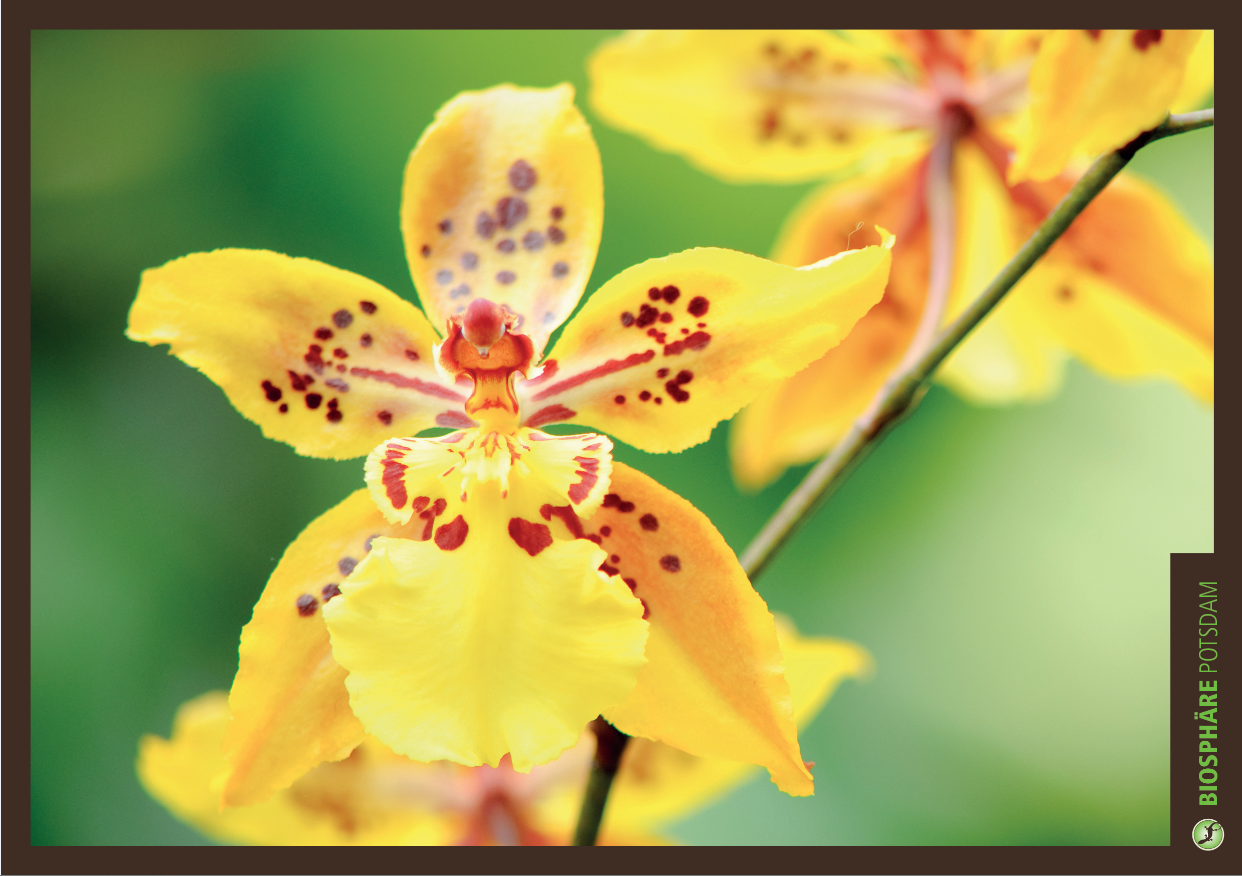 Orchideenausstellung in der Biosphäre Potsdam