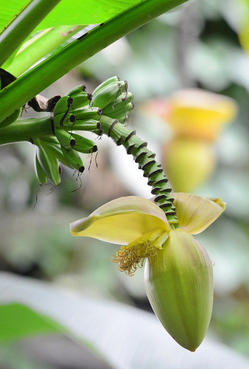 Bananenpflanze und Bananenblüte in der Biosphäre Potsdam