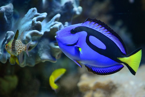 Ein Doktorfisch in Aquasphäre-Unterwasserwelt in der Biosphäre Potsdam