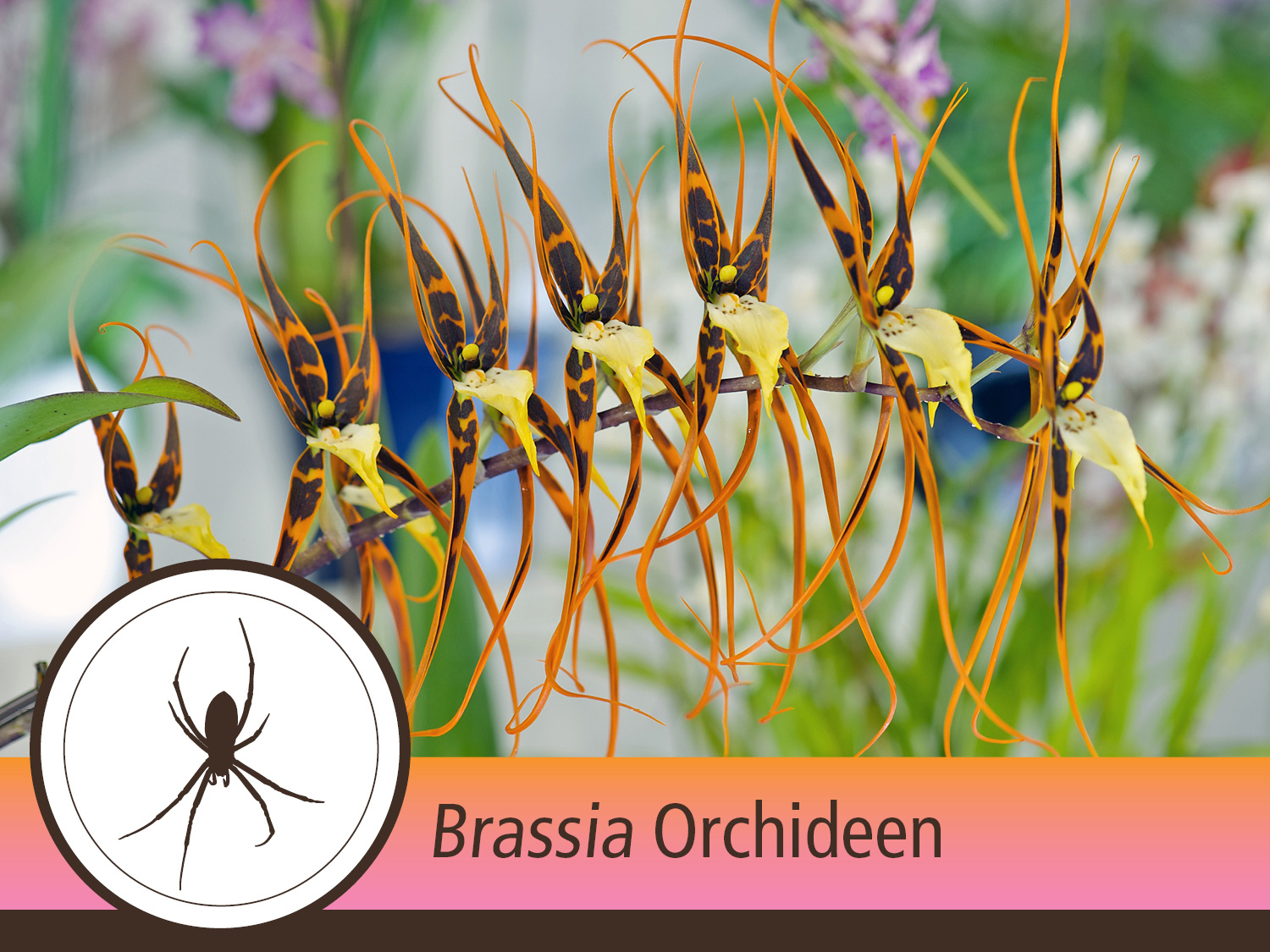 Brassia digitale Orchideenblüte