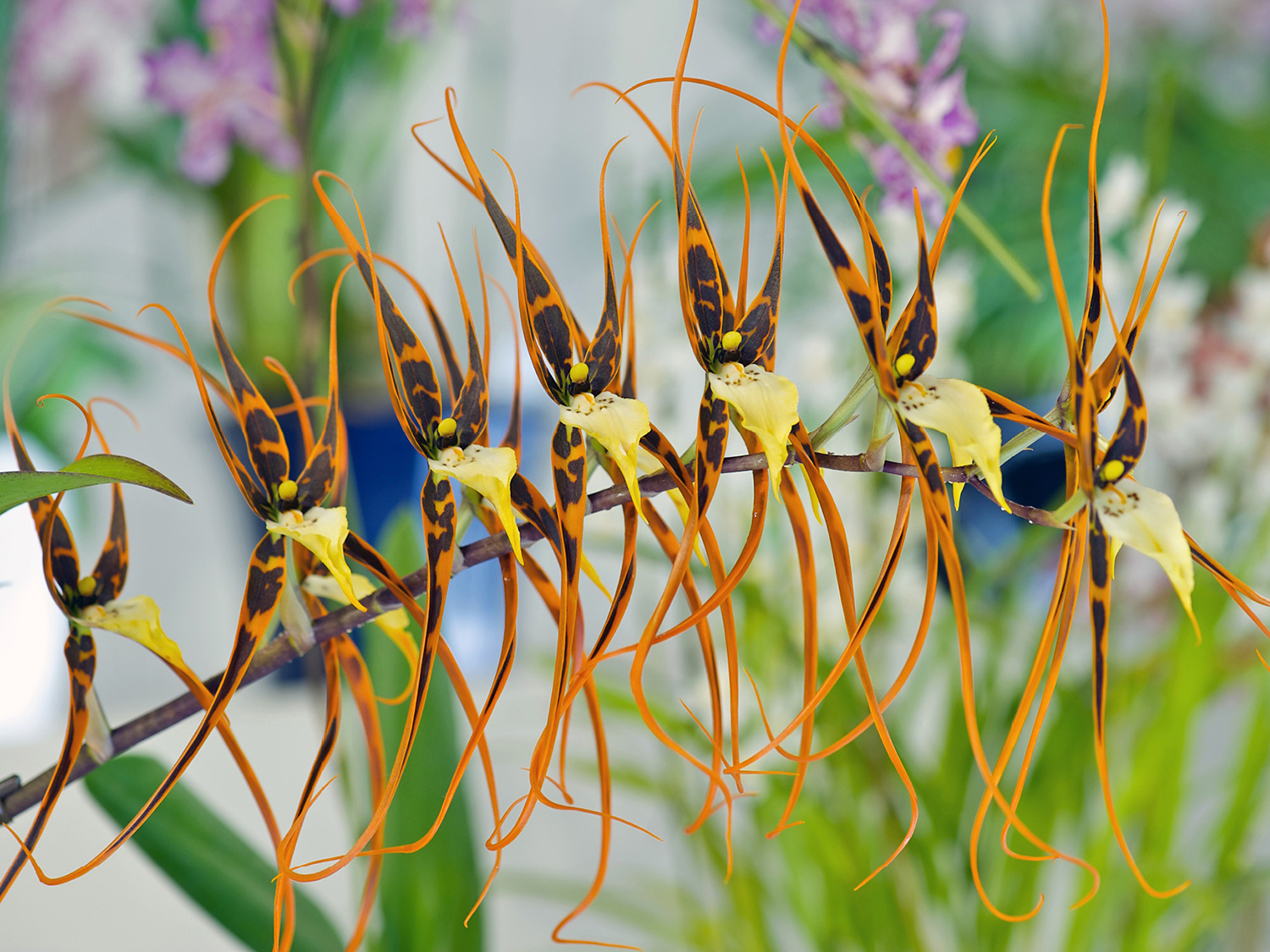 Brassia digitale Orchideenblüte