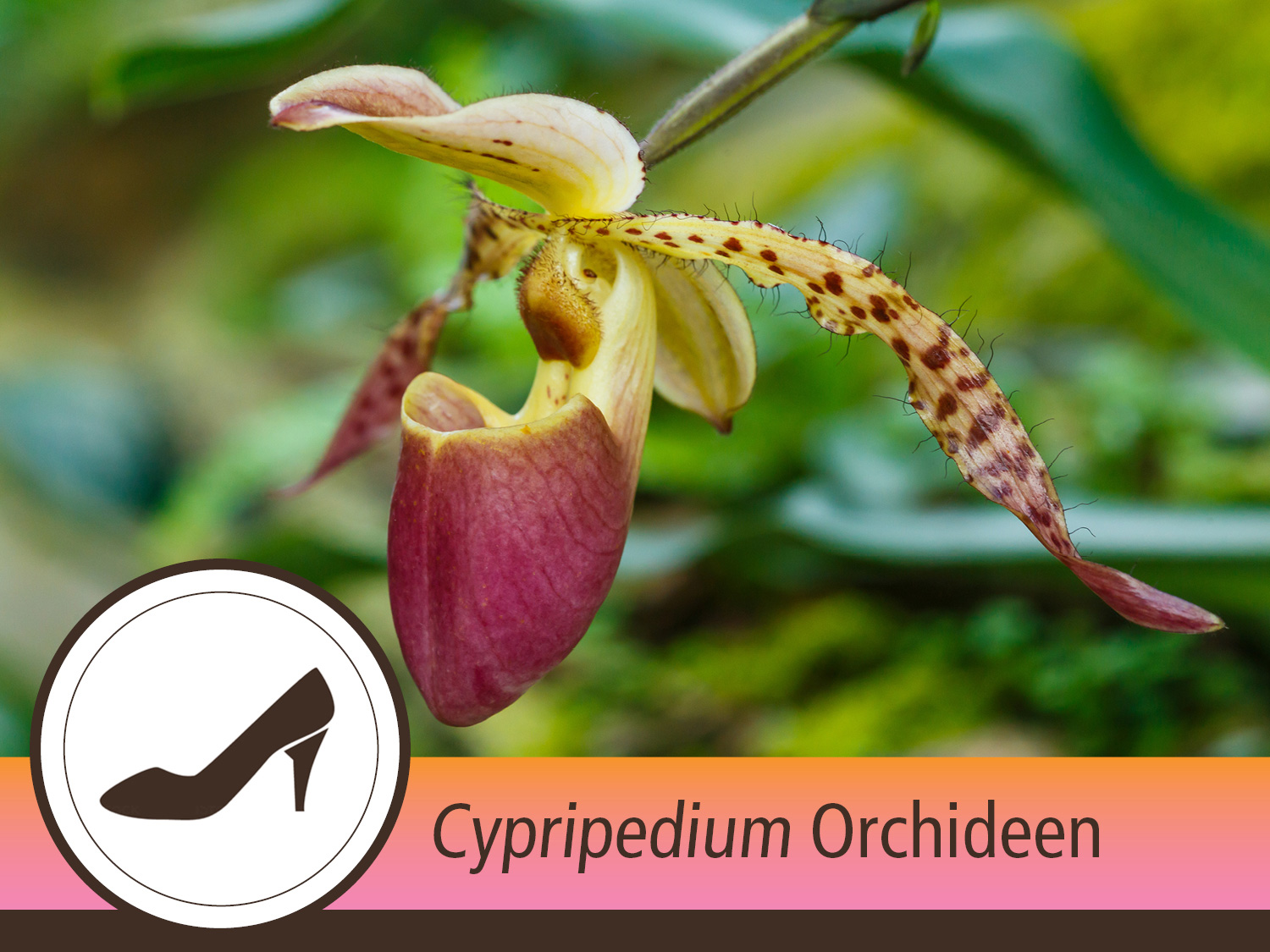 Cypripedium digitale Orchideenblüte